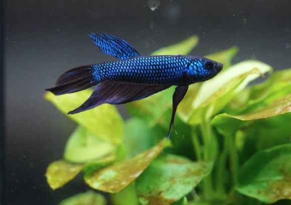 #アクアリウムのある暮らし