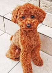 さくらペットセレモニー｜大阪のペット火葬